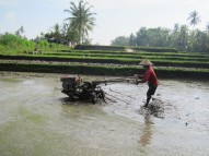Rice farmer in action / En plena faena arrocera.
