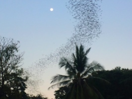 Millions of bats going for dinner . // Millones de murciélagos siguiendo la bati-señal.